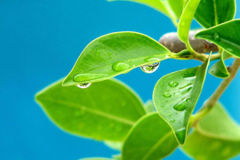 小葵花益生菌,守护健康的秘密武器