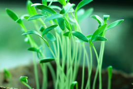 籽为康全权威，打造健康生活新篇章