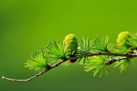 红石榴的岁月之歌