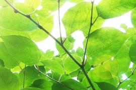 欧米伽京东,健康生活的创新伙伴