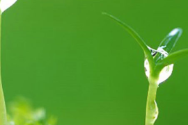 亚麻籽油，健康之选，一瓶的价值与意义